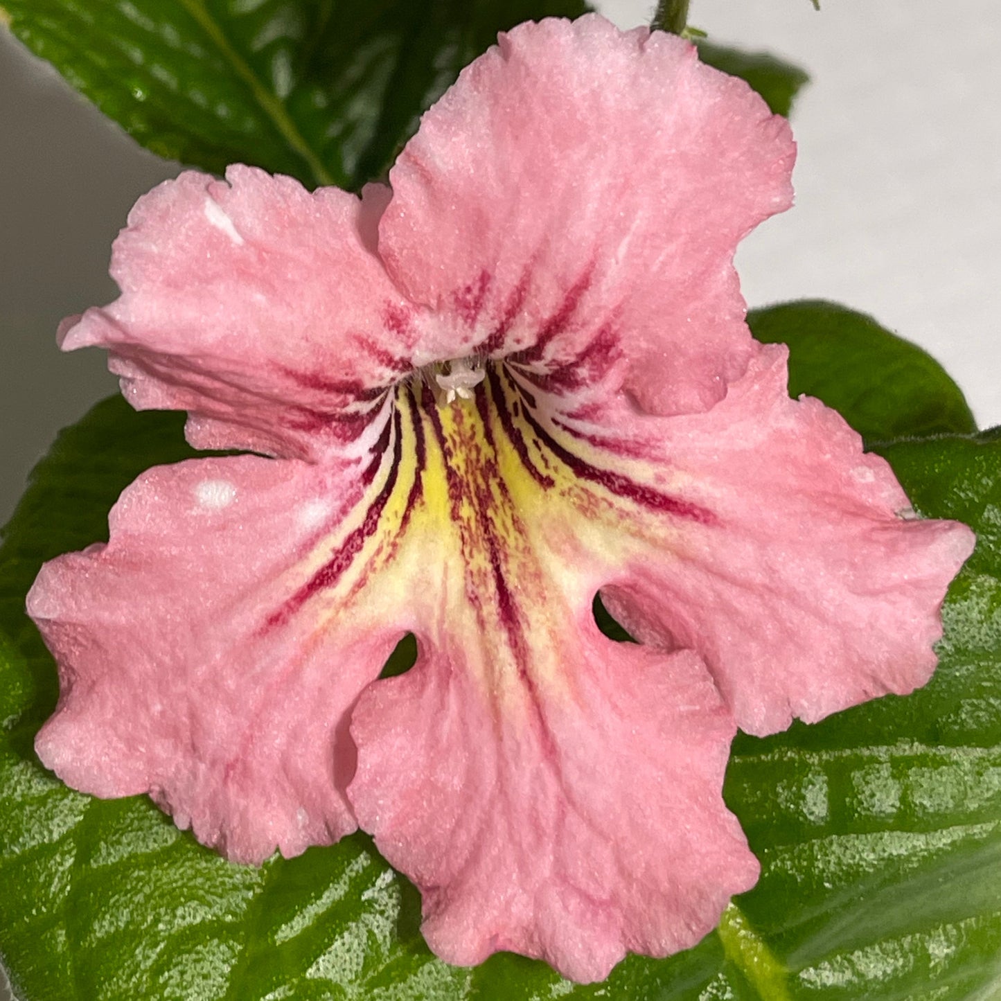 Close-up of a pink flower with green leaves