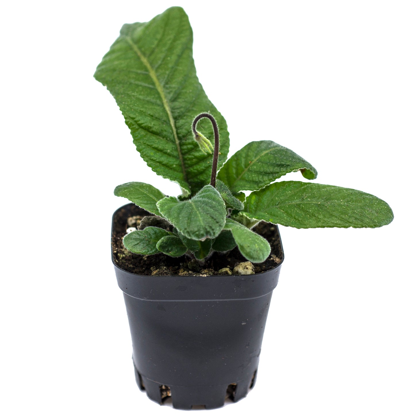 Harlequin Blue