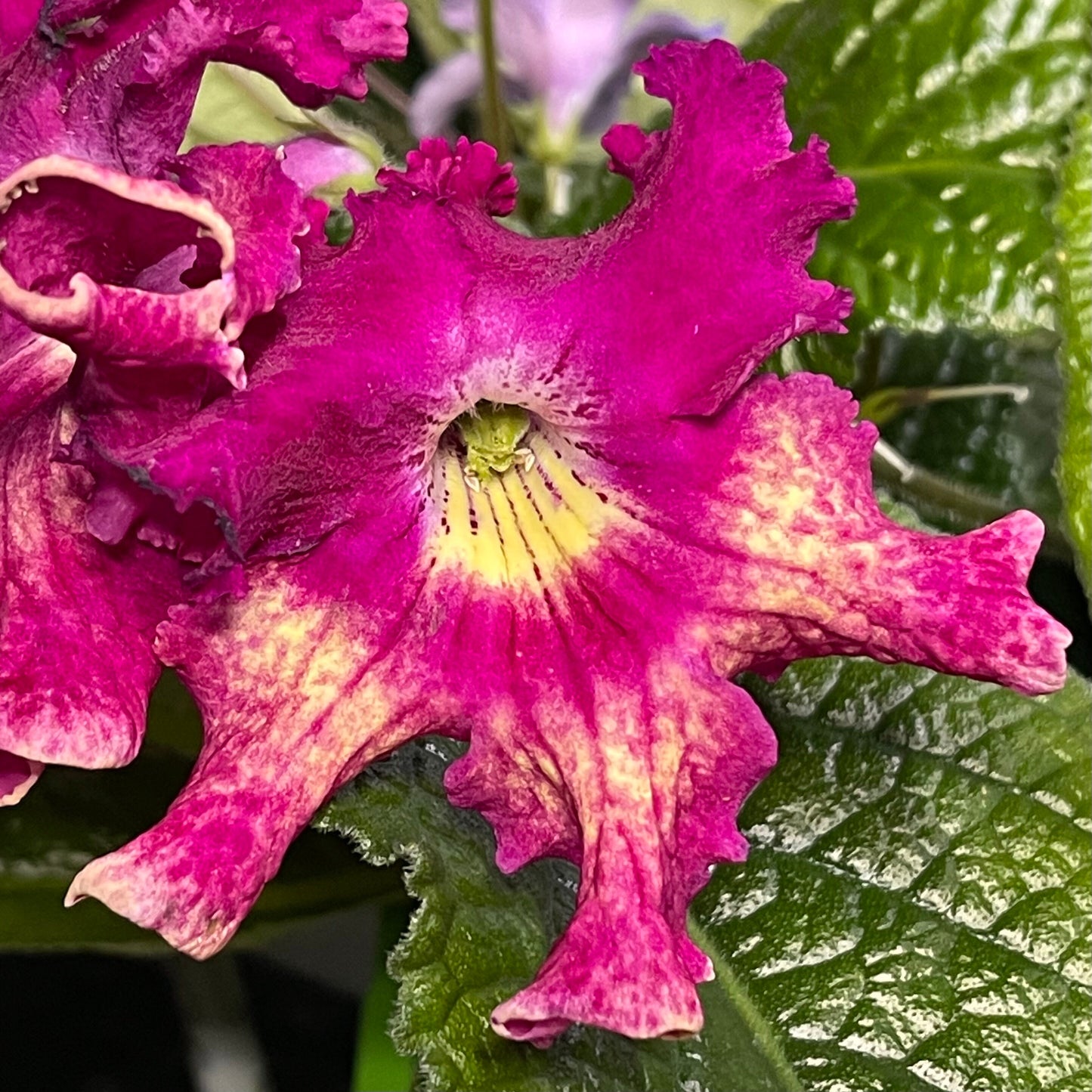 Harlequin Dawn