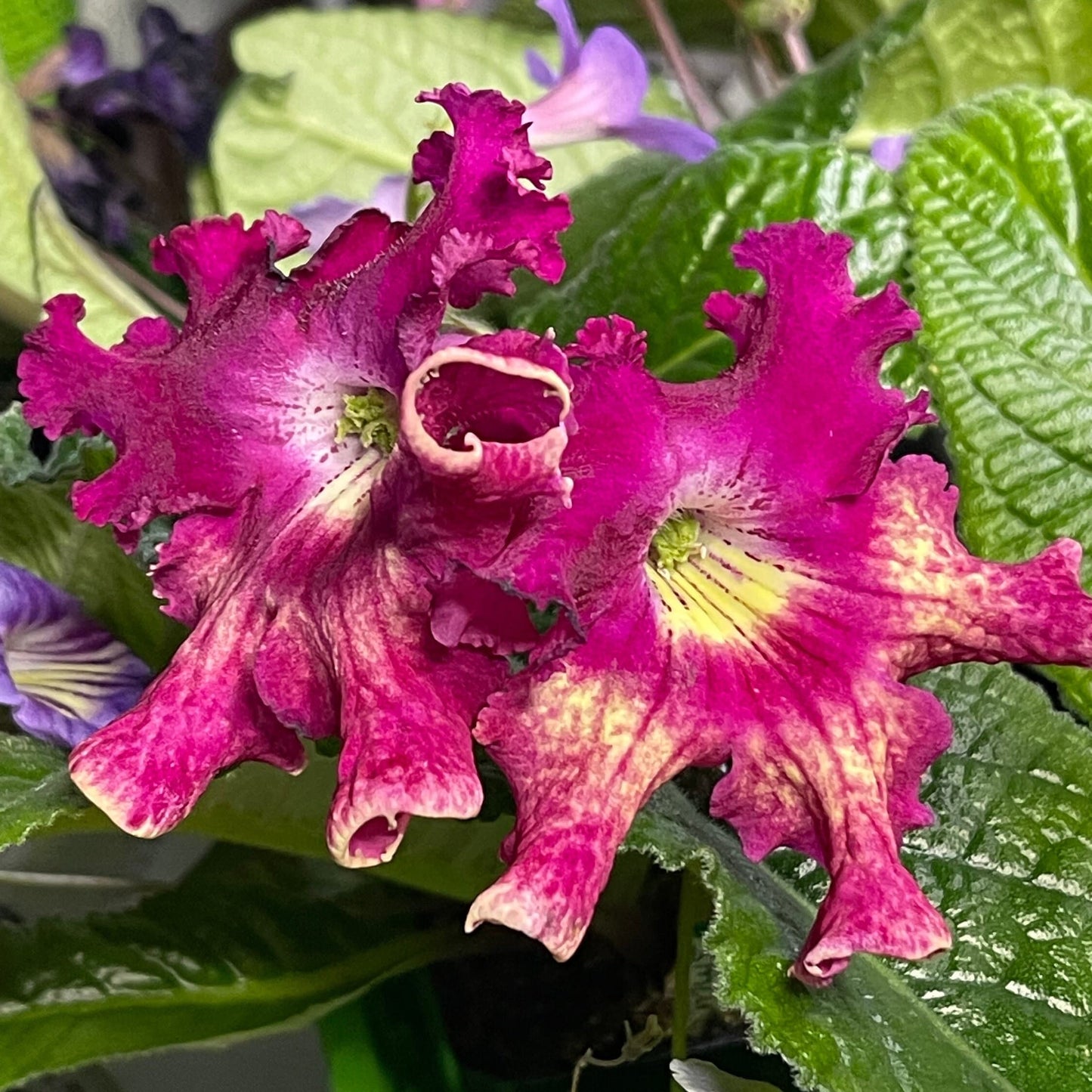 Harlequin Dawn