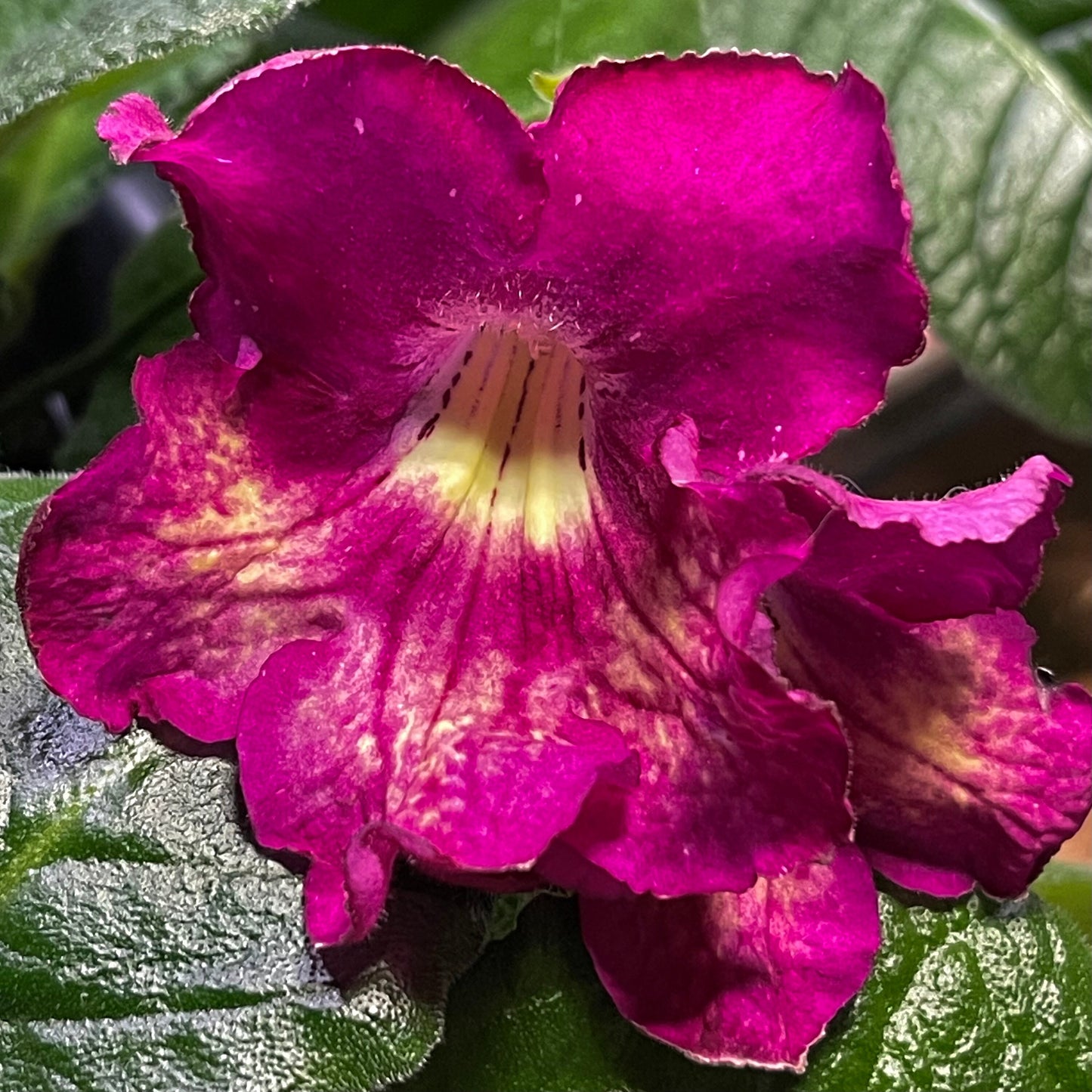 Harlequin Dawn