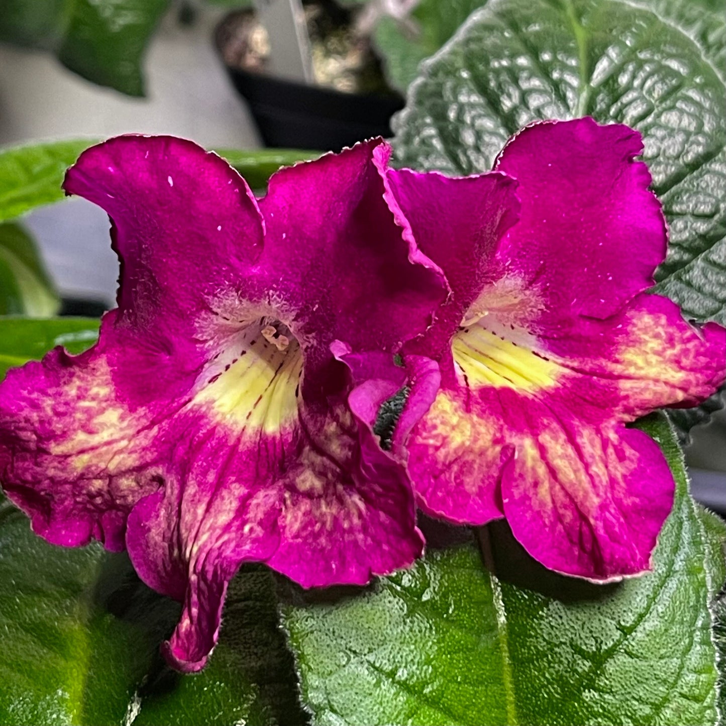 Harlequin Dawn