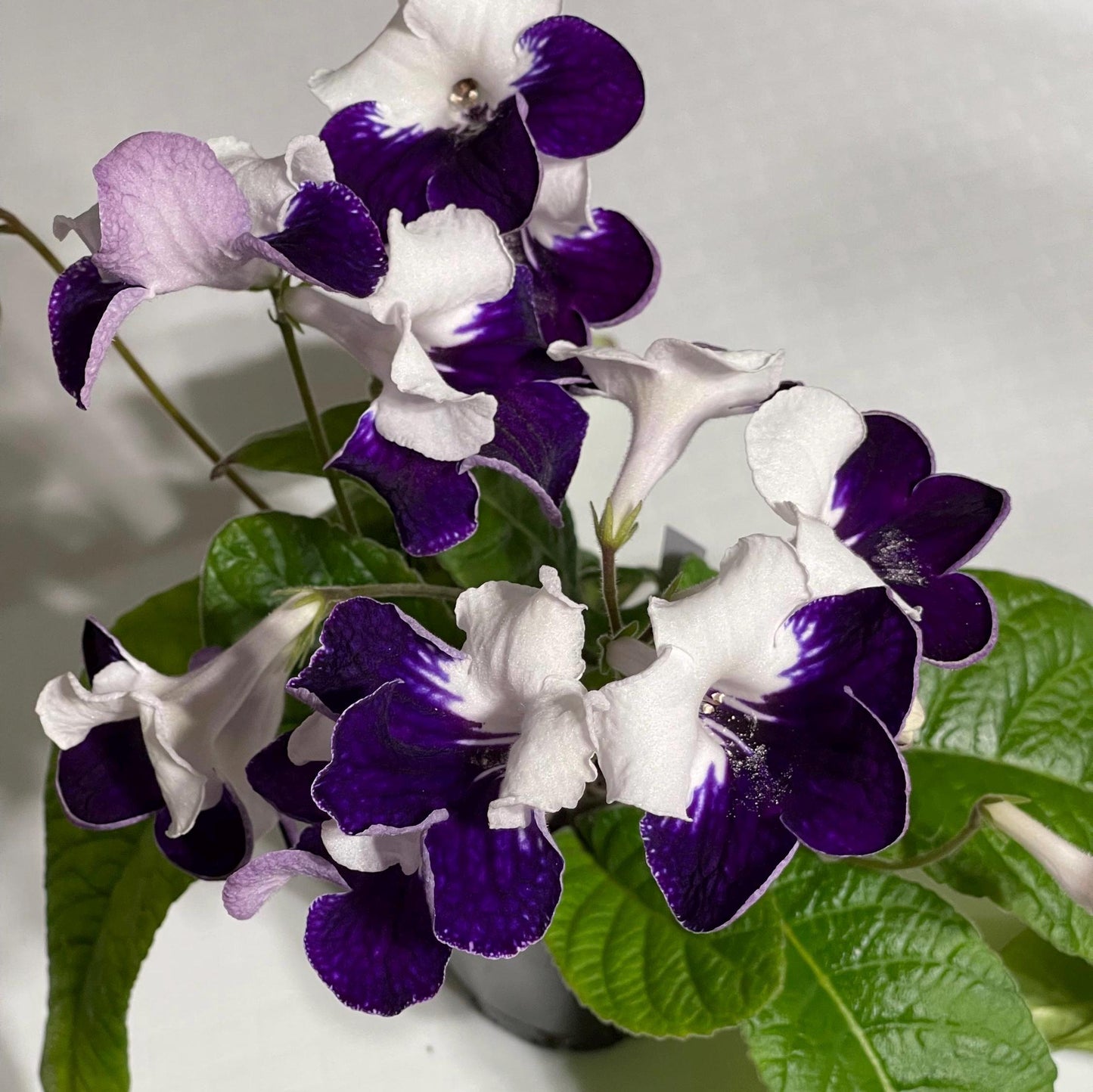 Harlequin Sapphire