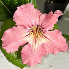 Pink flower with green leaves on a light background