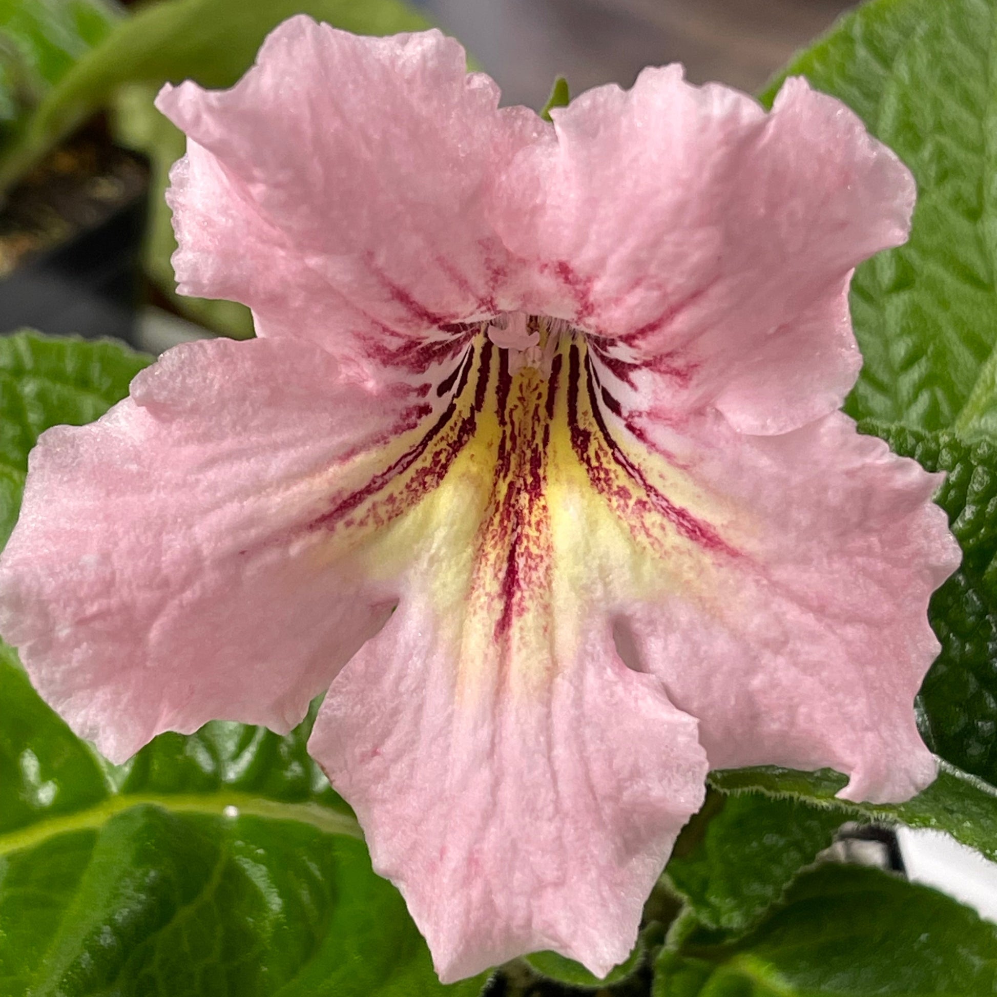 Close-up of a pink flower with a yellow center on green leaves.