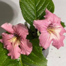 Pink flowers with green leaves on a white background