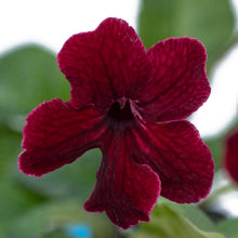 Streptocarpus Midnight Flame 2