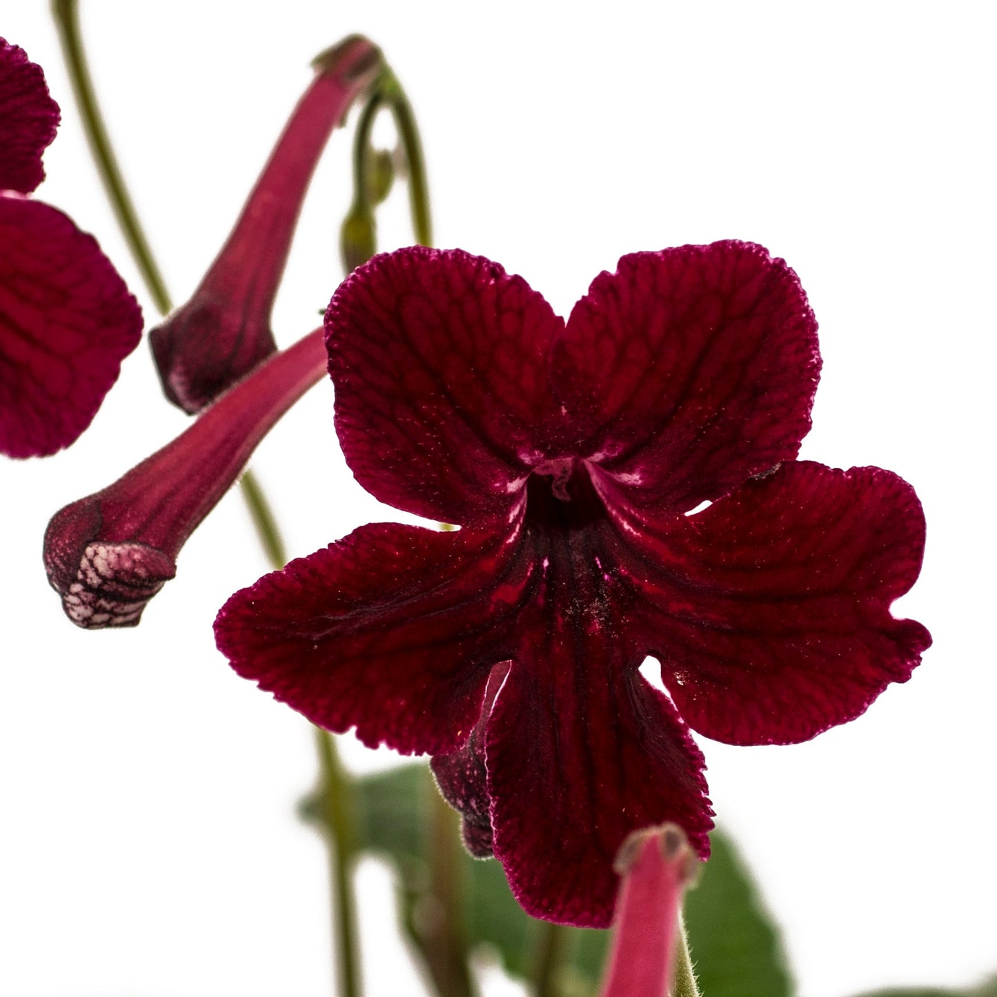 Streptocarpus Midnight Flame 3