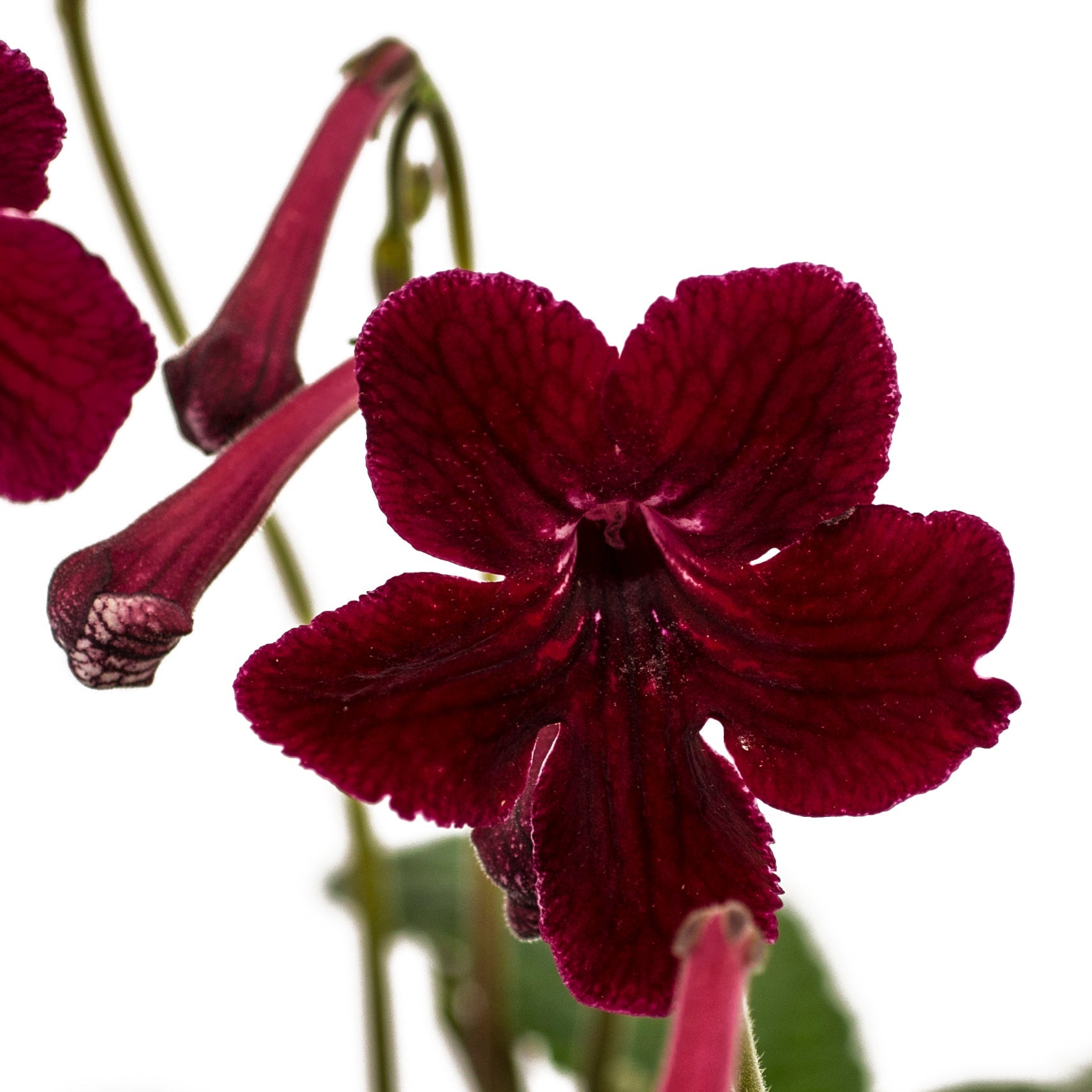 Streptocarpus Midnight Flame 3
