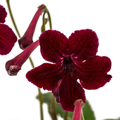 Streptocarpus Midnight Flame 3