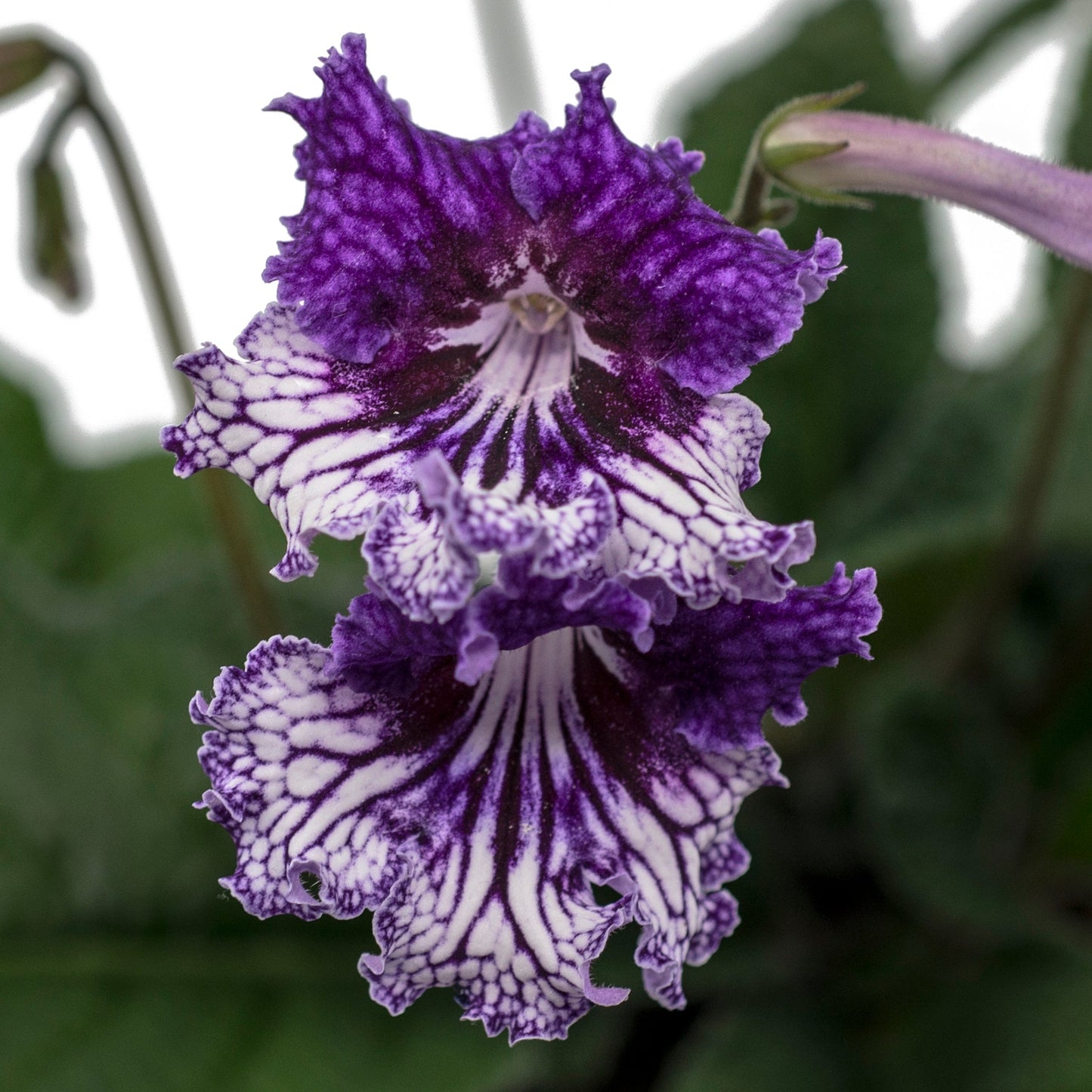 Streptocarpus TSF Zhizel 6