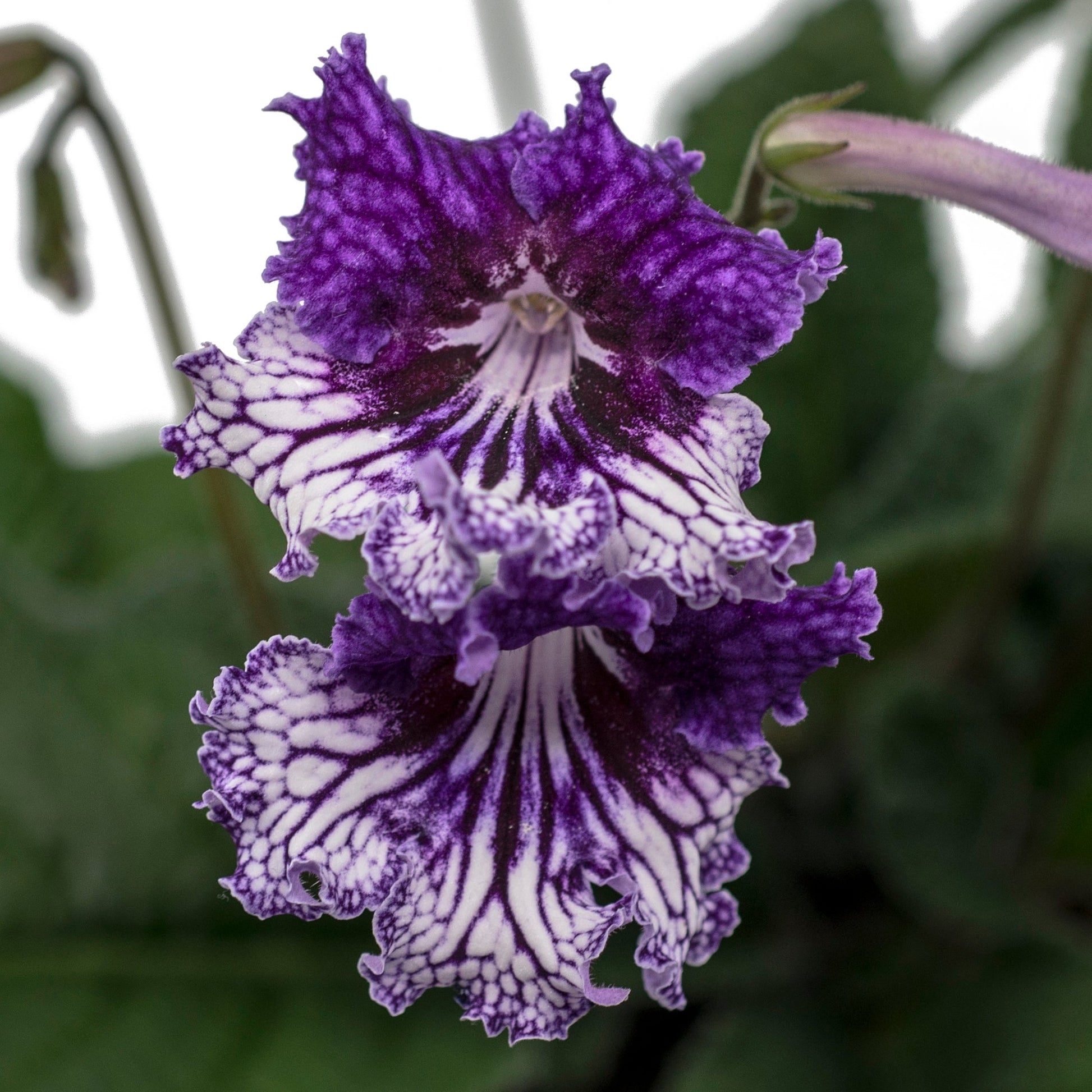 Streptocarpus TSF Zhizel 6