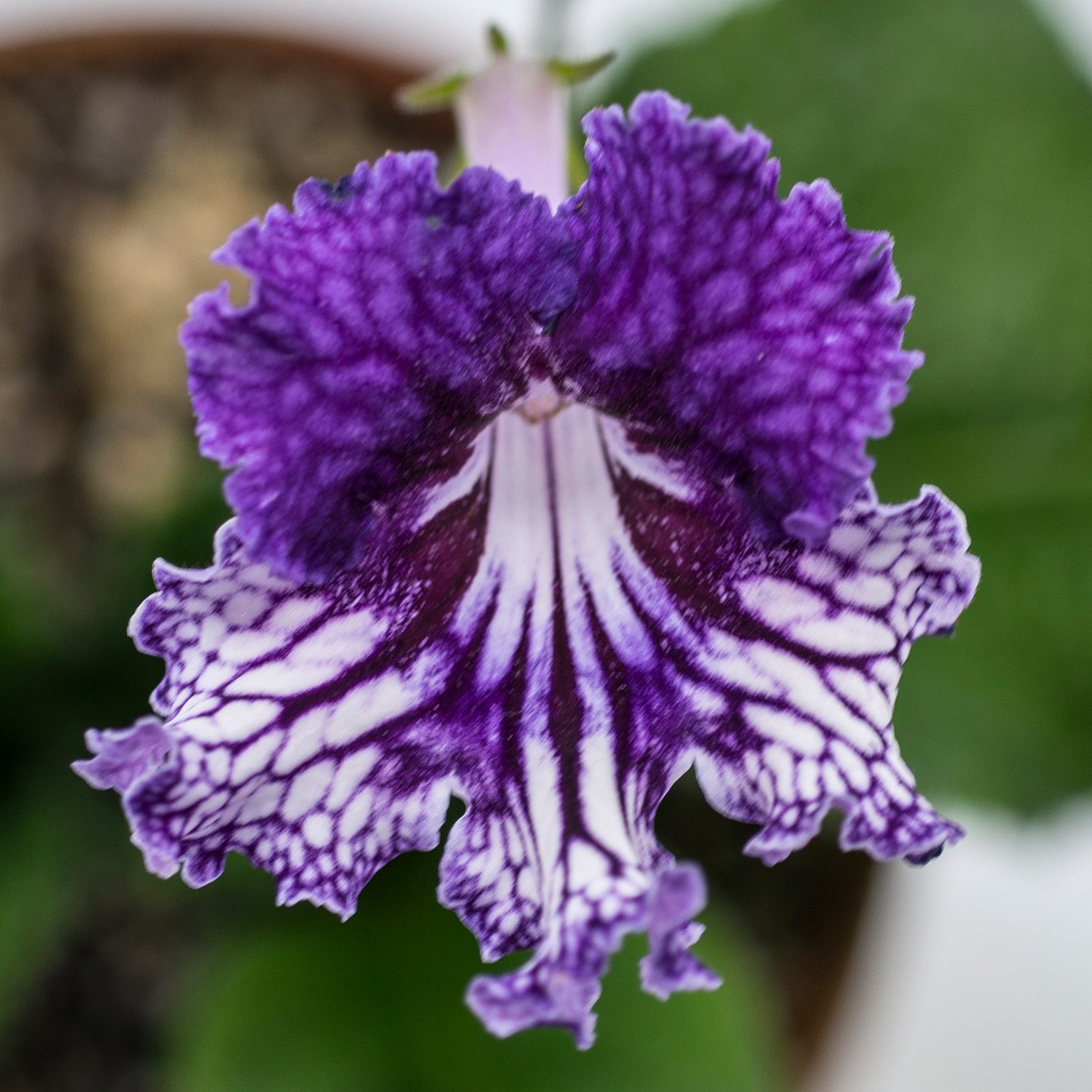 Streptocarpus TSF Zhizel 3