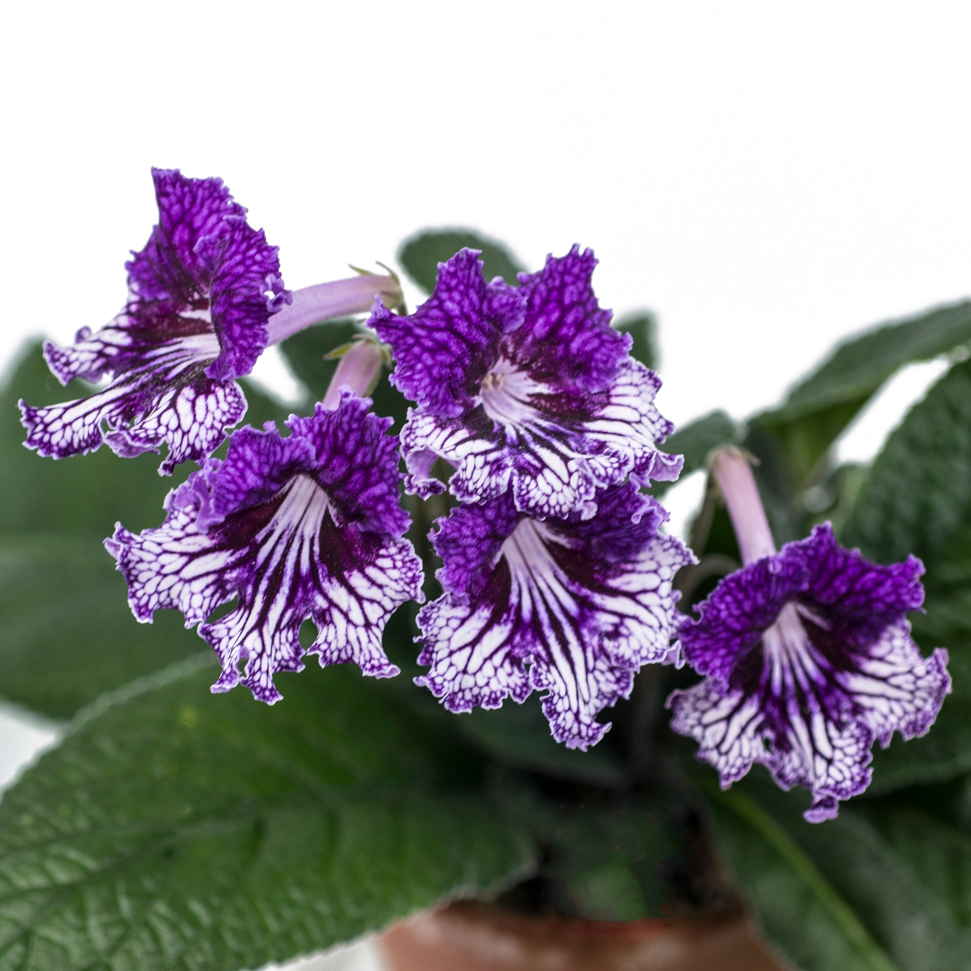 Streptocarpus TSF Zhizel 5