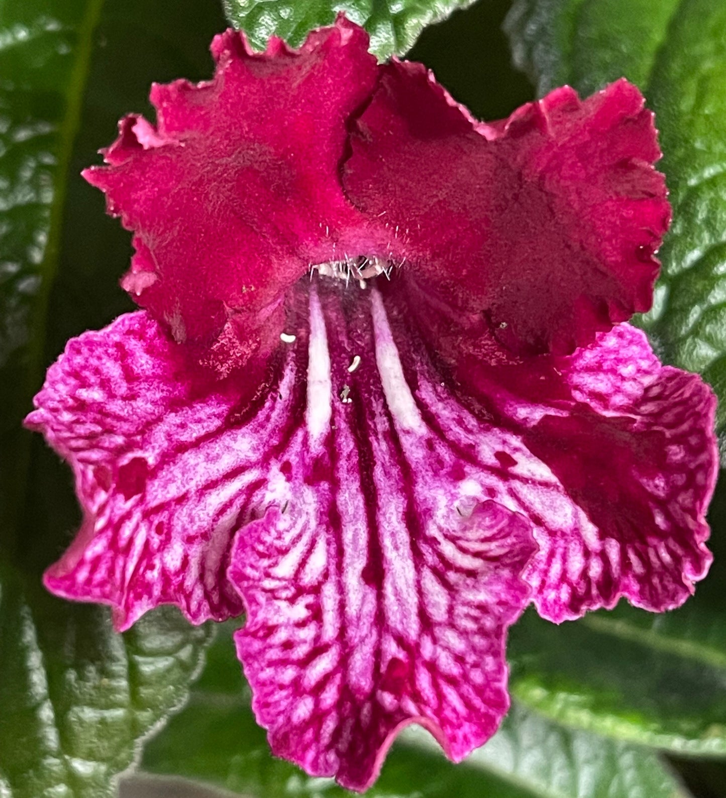 Ladyslippers Red Bicolor