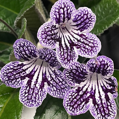 Ladyslippers Grape Ice (Polka Dot Purple)