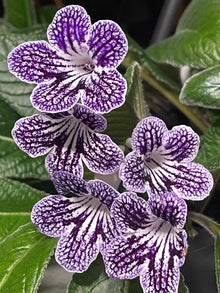 Ladyslippers Grape Ice (Polka Dot Purple)