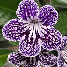 Ladyslippers Grape Ice (Polka Dot Purple)