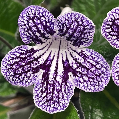 Ladyslippers Grape Ice (Polka Dot Purple)