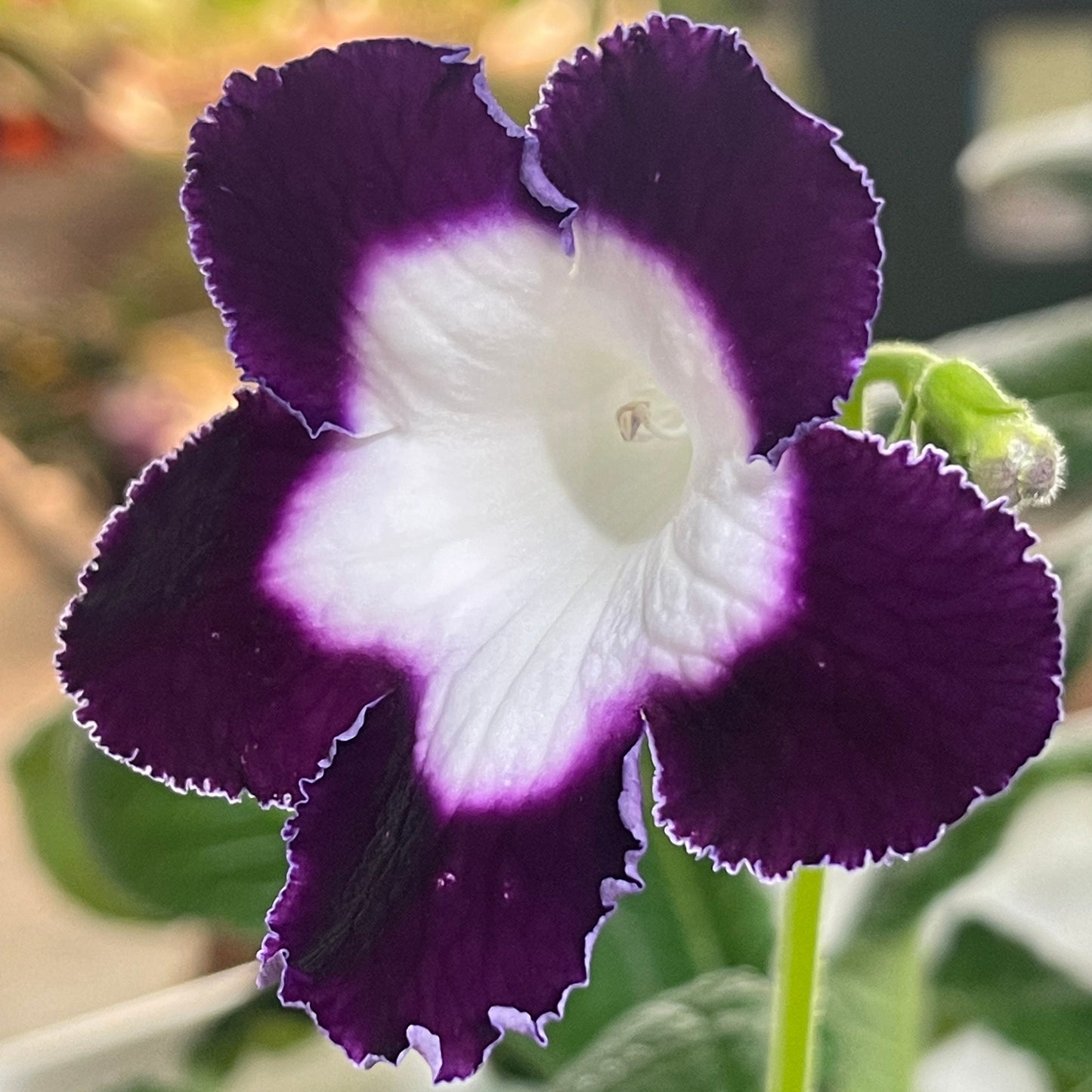 LE Violetta