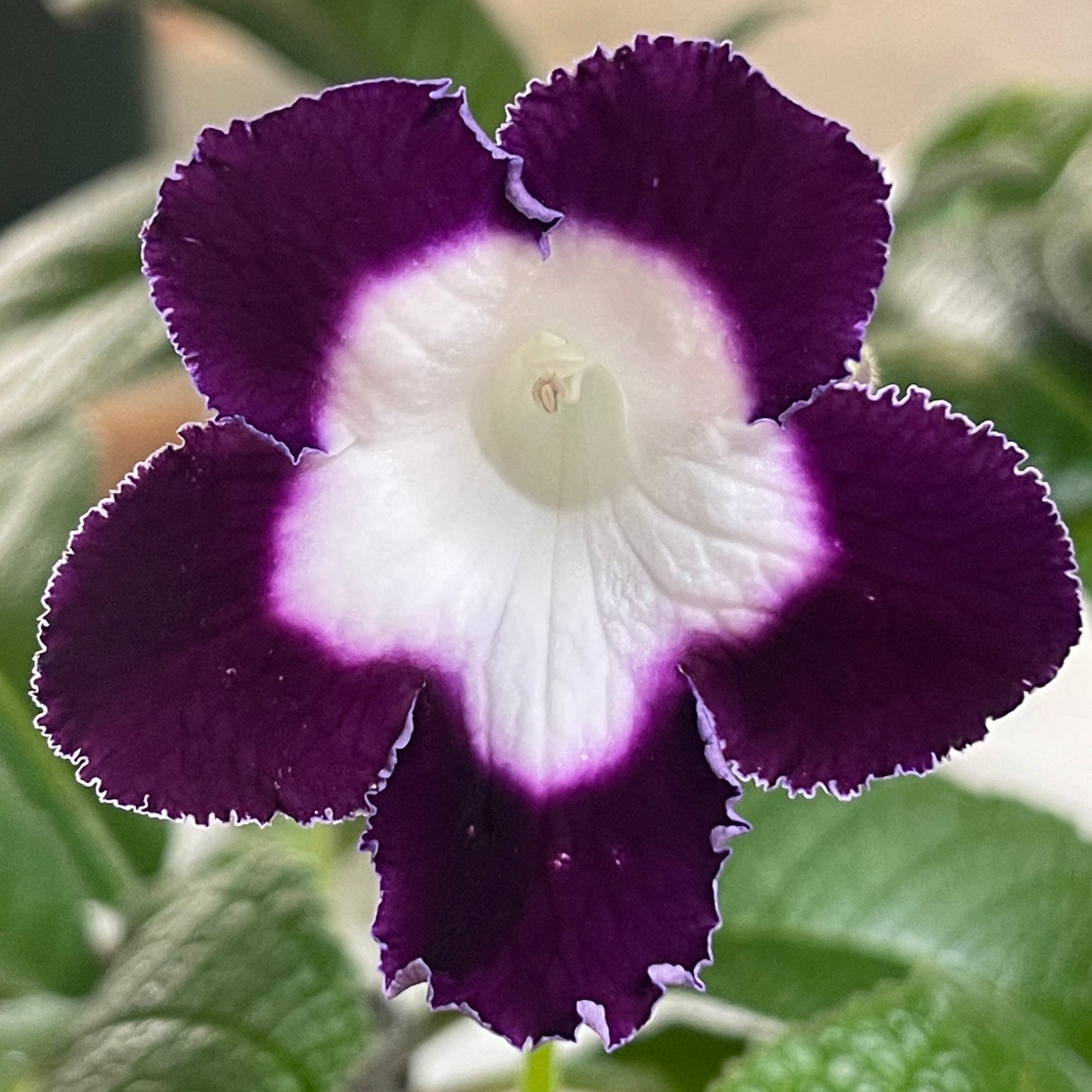 LE Violetta