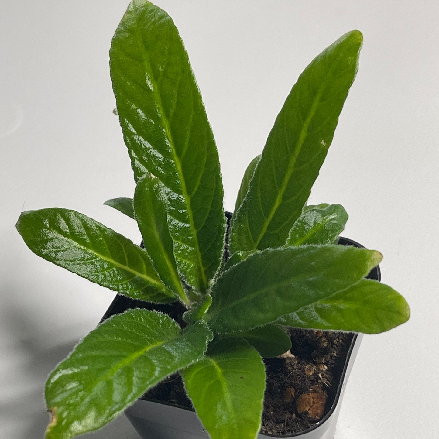 Haru No Mizu Semi Mini