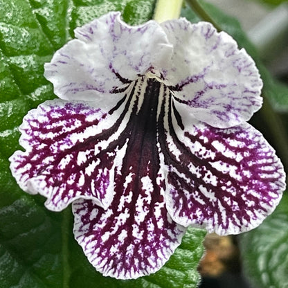 Bristol's Geode