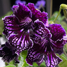 EF 117 Streptocarpus - Cape Primrose 2.5" Pot Live Starter Plant