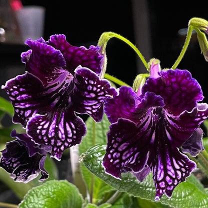 EF 117 Streptocarpus - Cape Primrose 2.5" Pot Live Starter Plant