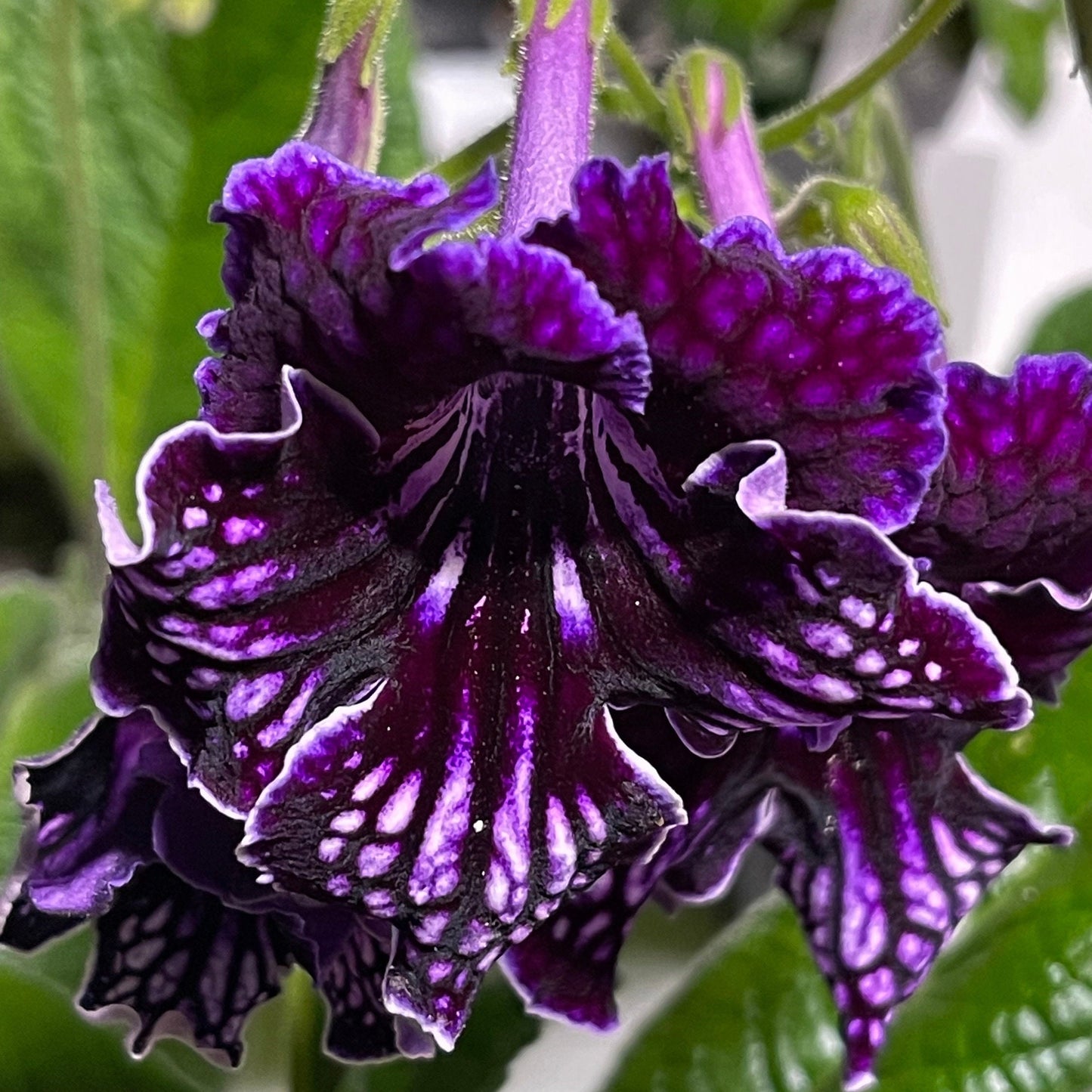 EF 117 Streptocarpus - Cape Primrose 2.5" Pot Live Starter Plant