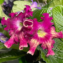 Harlequin Dawn