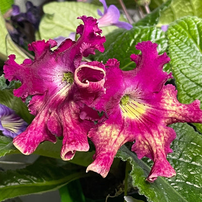 Harlequin Dawn