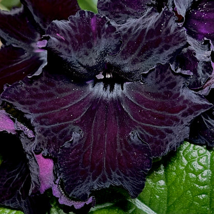 DS Black Magic