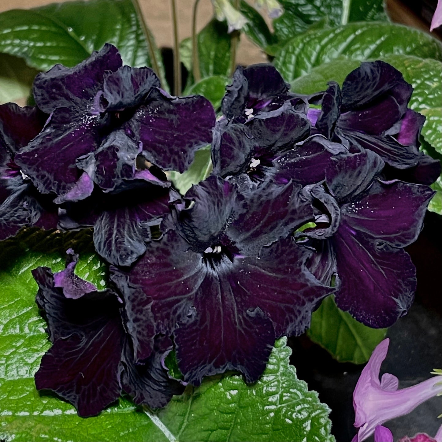 DS Black Magic