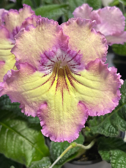 Rays of Sunshine