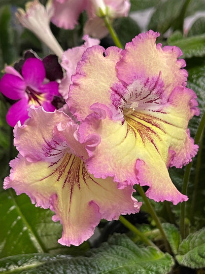 Rays of Sunshine