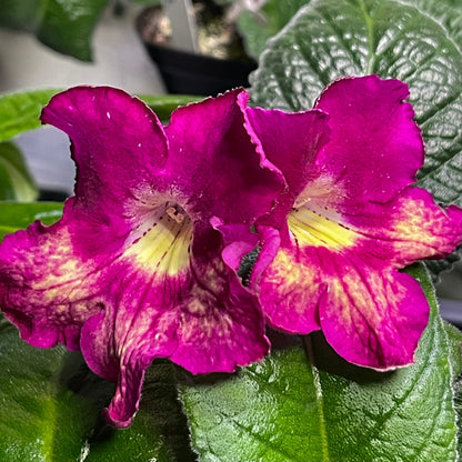 Harlequin Dawn