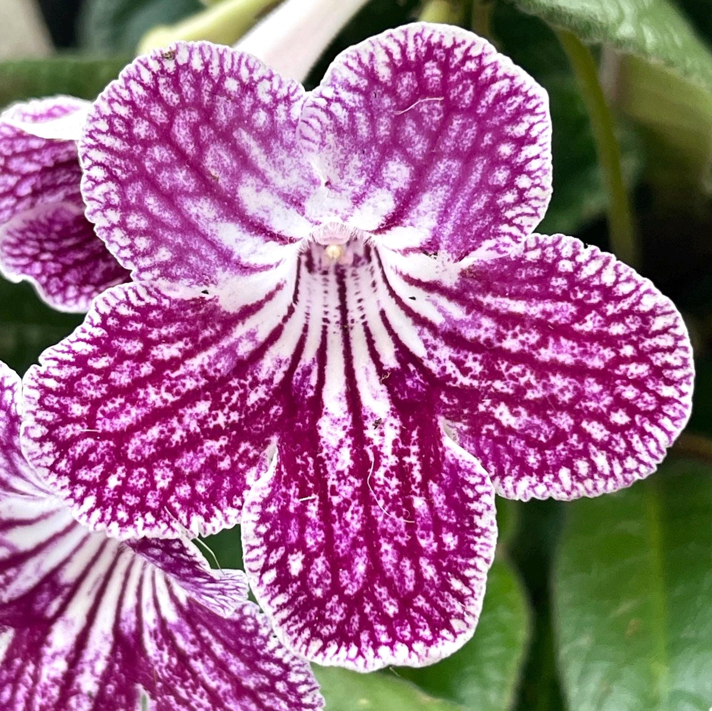 Ladyslippers Cherry Ice (Polka Dot Red)