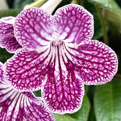 Ladyslippers Cherry Ice (Polka Dot Red)