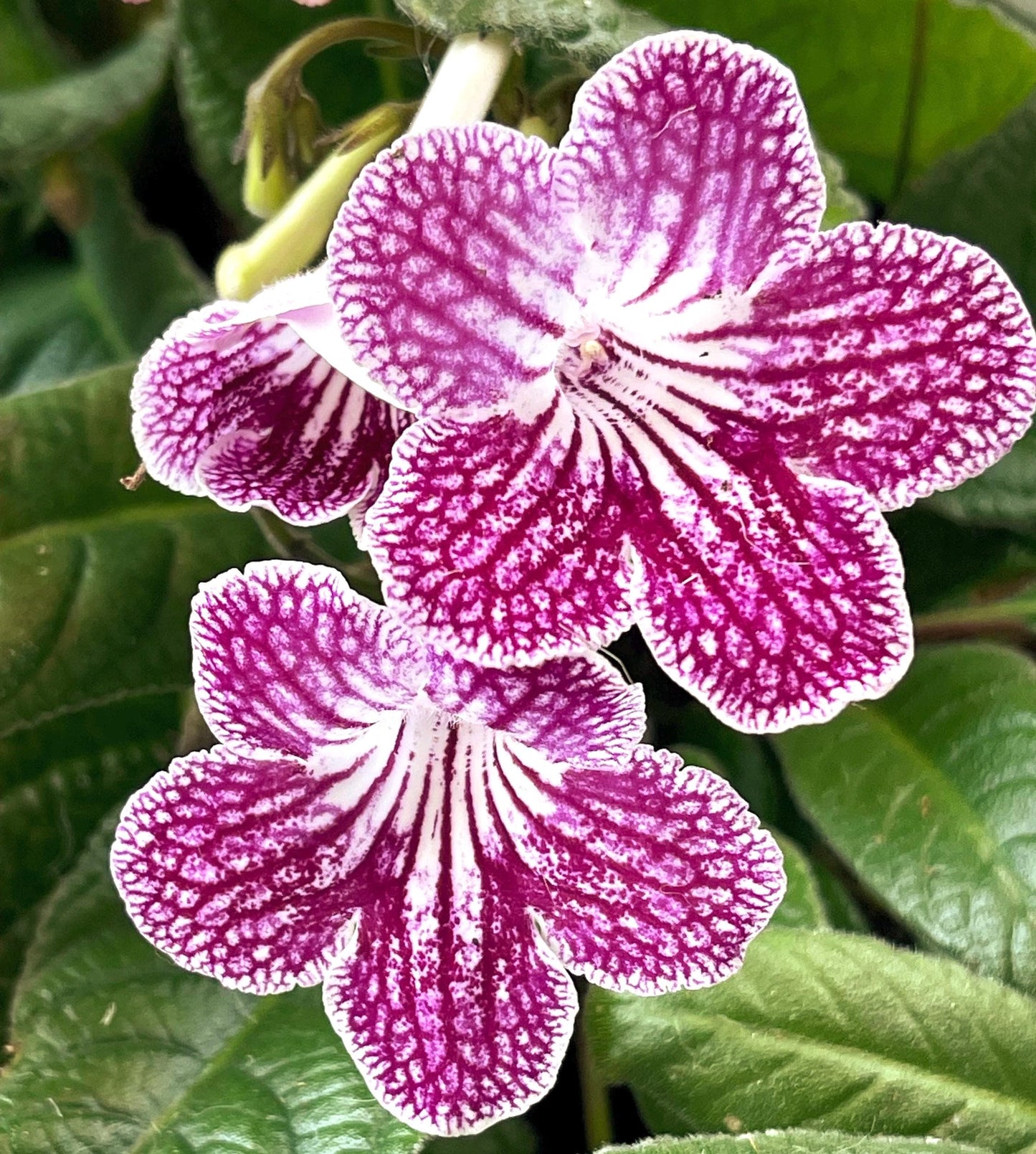 Ladyslippers Cherry Ice (Polka Dot Red)