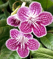 Ladyslippers Cherry Ice (Polka Dot Red)