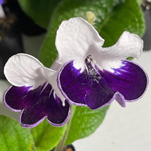 Harlequin Sapphire