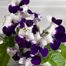 Harlequin Sapphire
