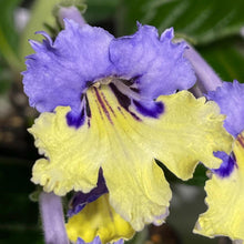 Harlequin Blue