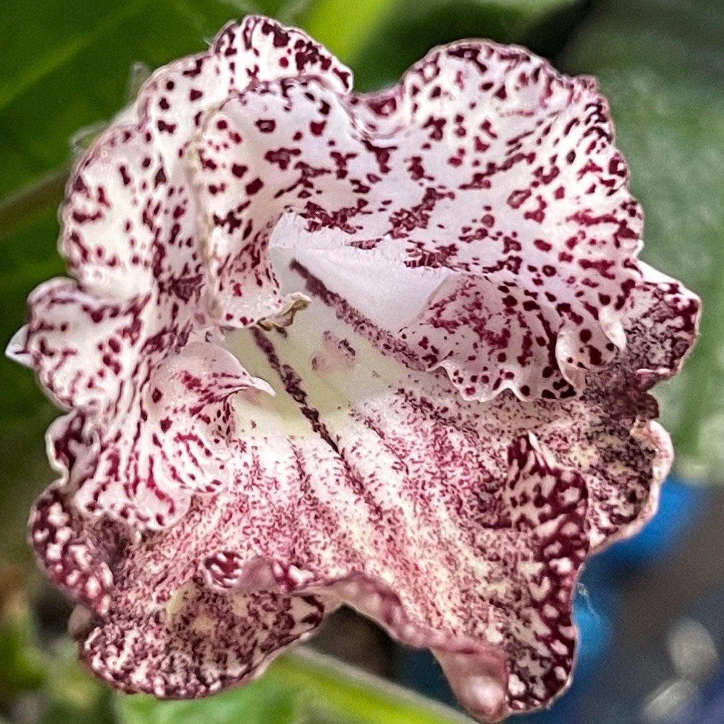 DS 1599