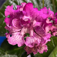 Pink Sensation