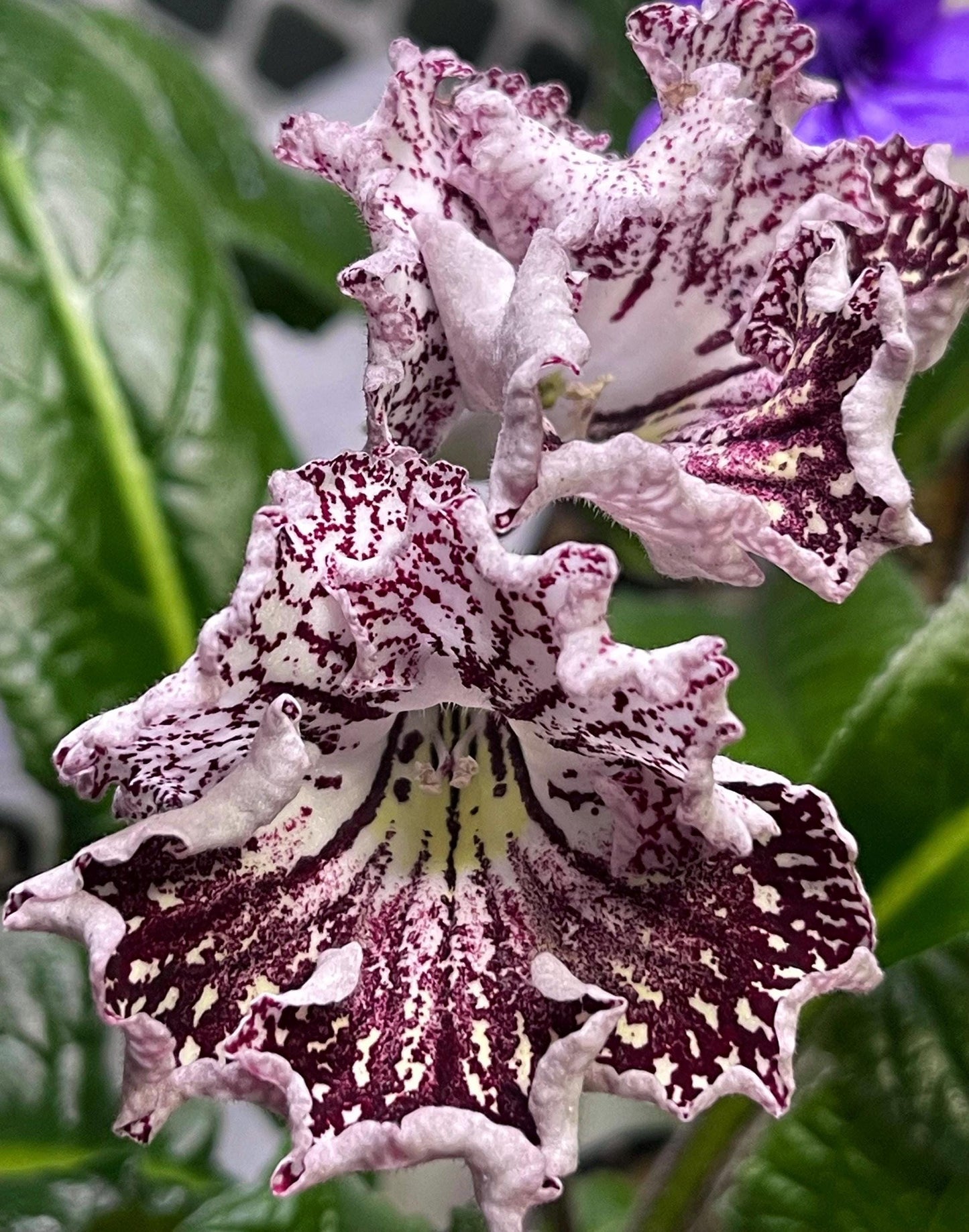 DS 1599