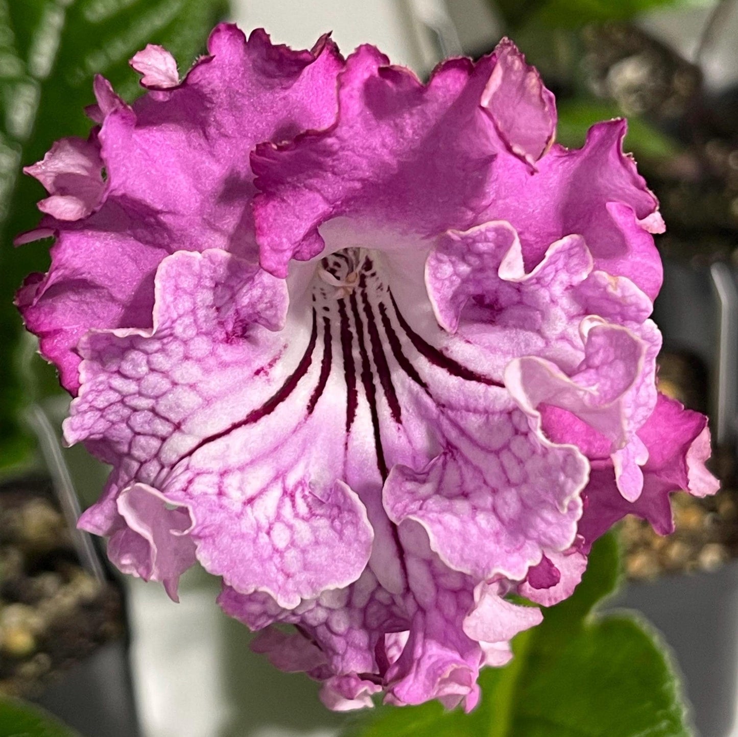 Pink Sensation