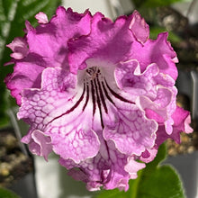Pink Sensation