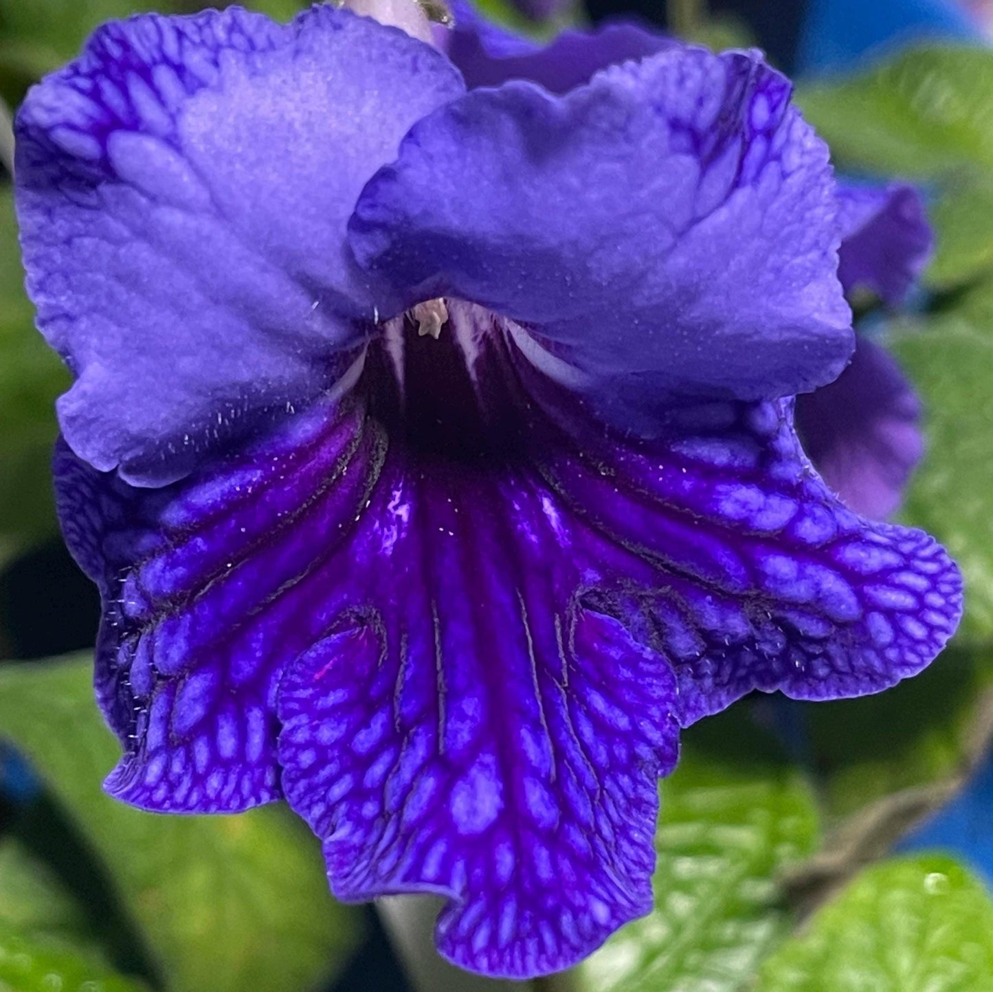 Ladyslippers Deep Blue Vein